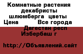 Комнатные растения, декабристы (шлюмберга) цветы › Цена ­ 300 - Все города  »    . Дагестан респ.,Избербаш г.